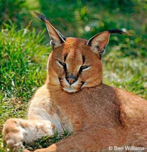 pumba caracal