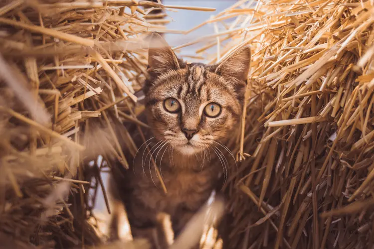 cute cat names farm