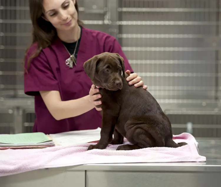 black bump on dog