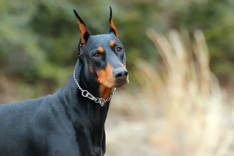 doberman behavior