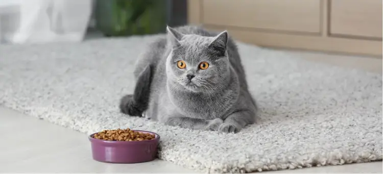 how many calories should cats eat