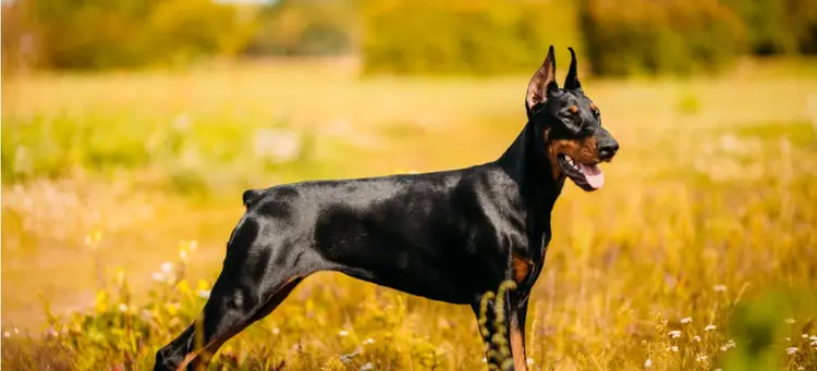 doberman puppy cropped ears