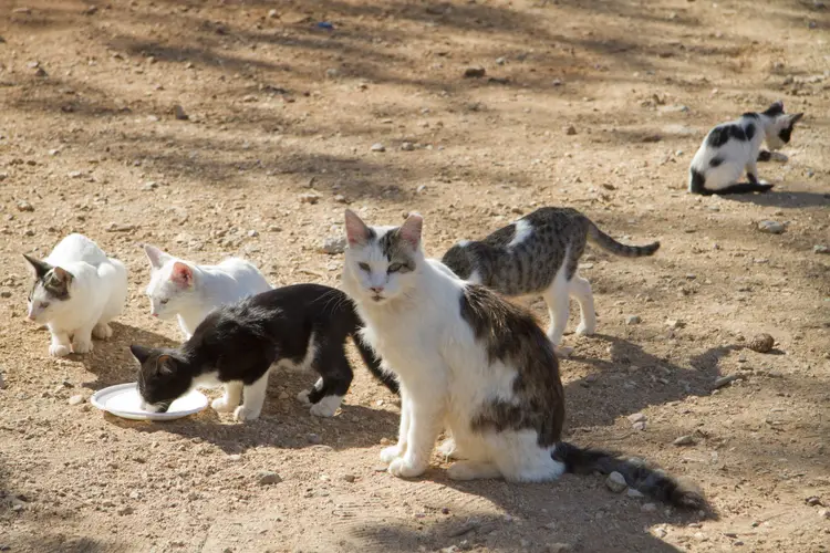 cat colony