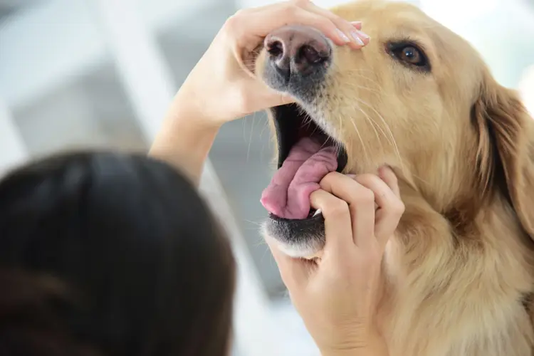 prilosec for dogs