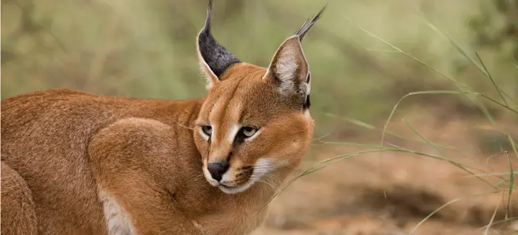 african caracal cats